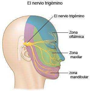 Nervio Trigémino (anatomía, funciones sensitiva y motora)